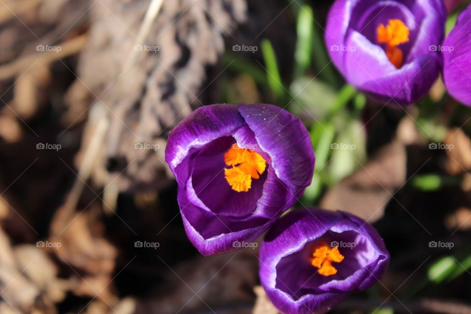 Purple crocus