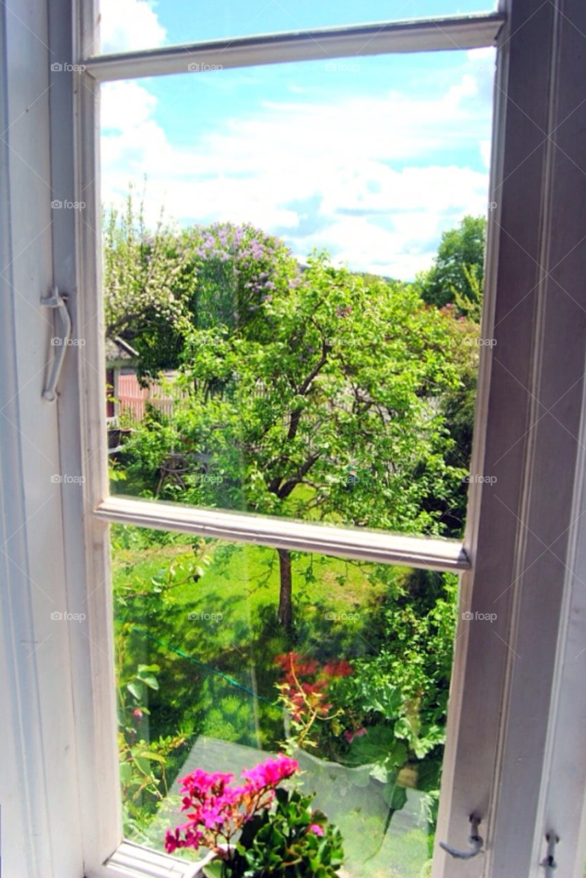 A window. Looking out of a old window