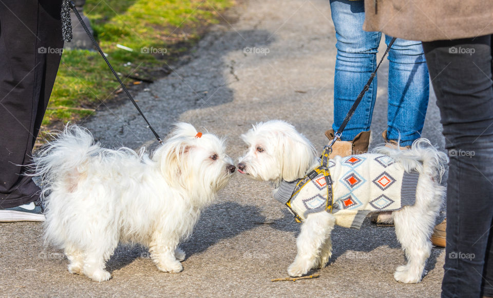 Two cute urban dogs with their owners getting to know and greeting each other by sniffing