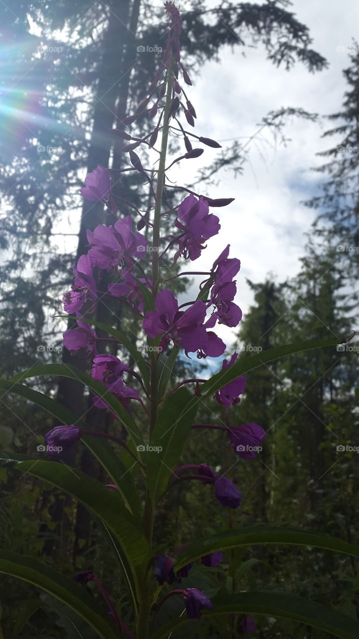 flower in the nature