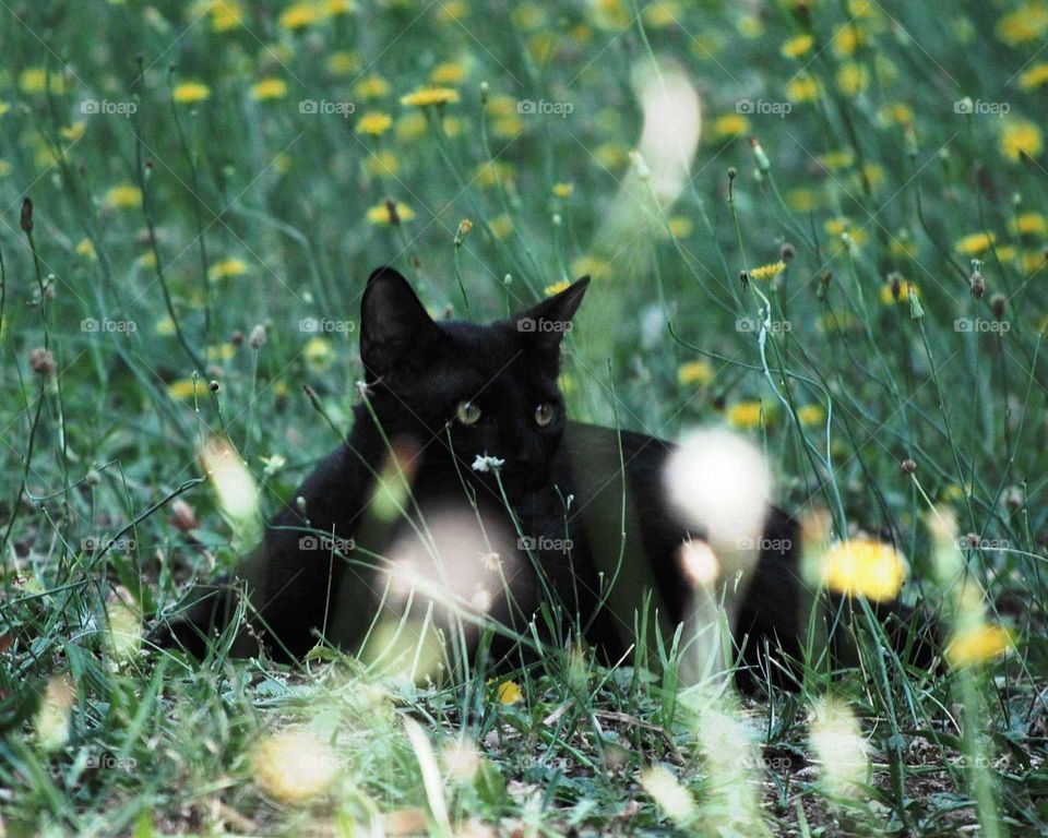 black cat wide eyes in the grass