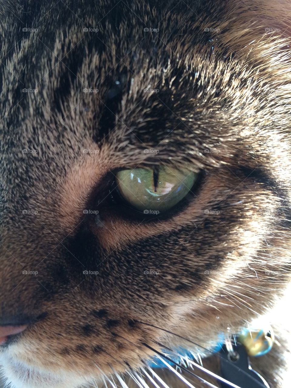 The cat's eye