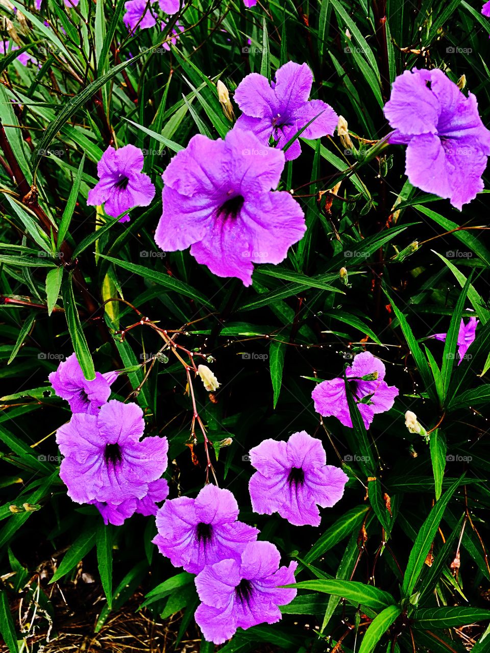 Purple flowers 