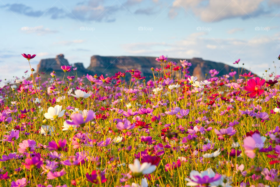 Sign of spring - field of flowers! Image of cosmos flowers in bloom with mountain in background