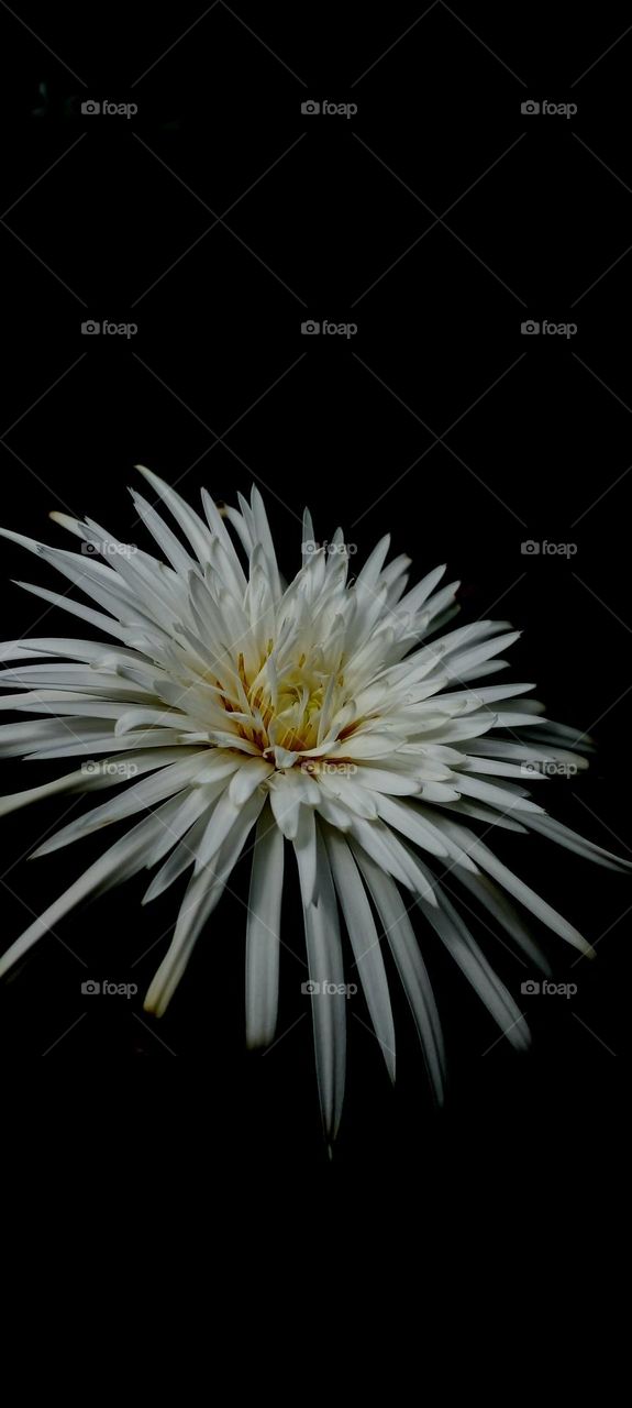 naturelove, white, flower, beautiful, drak background, yellow, uncommon, cute
