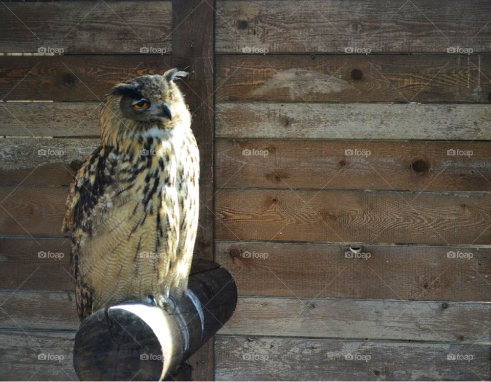 nostalgic owl in Canary Islands