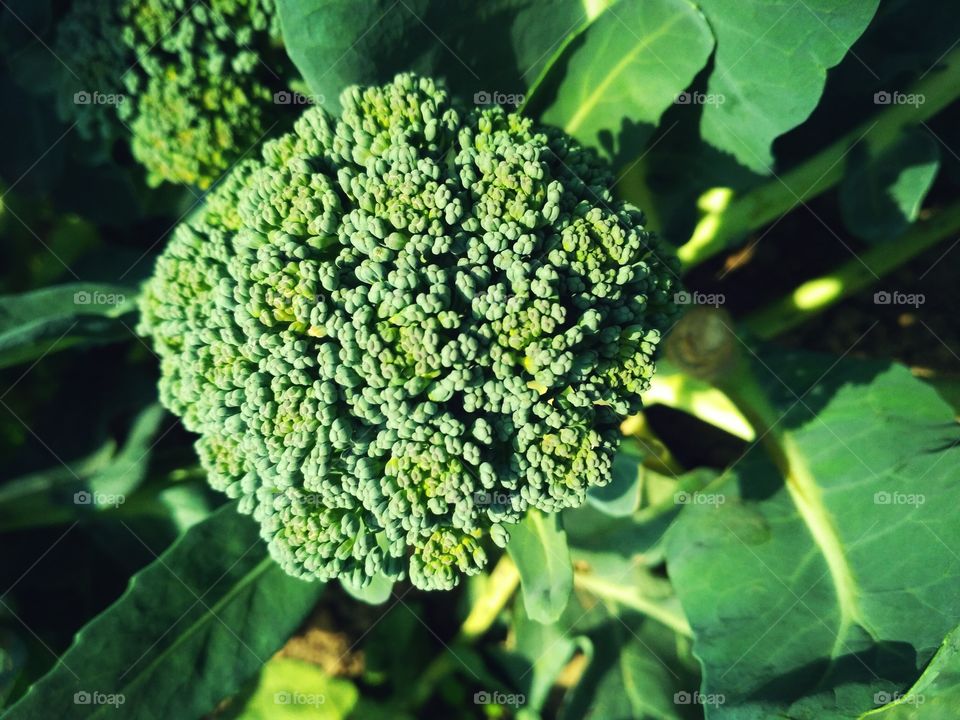 Broccoli