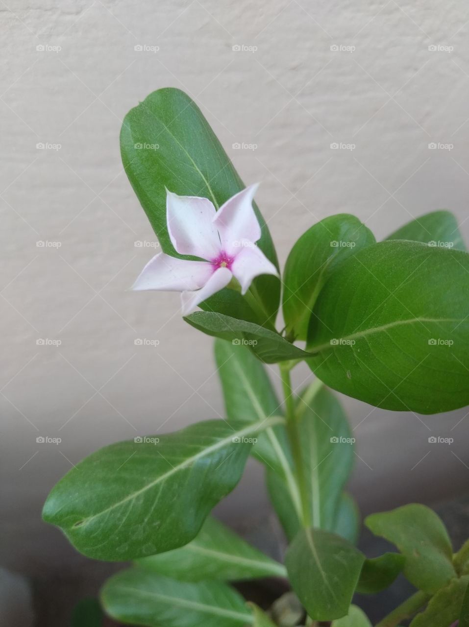 periwinkle white flower looks very beautiful generally found everywhere seasonal fresh
