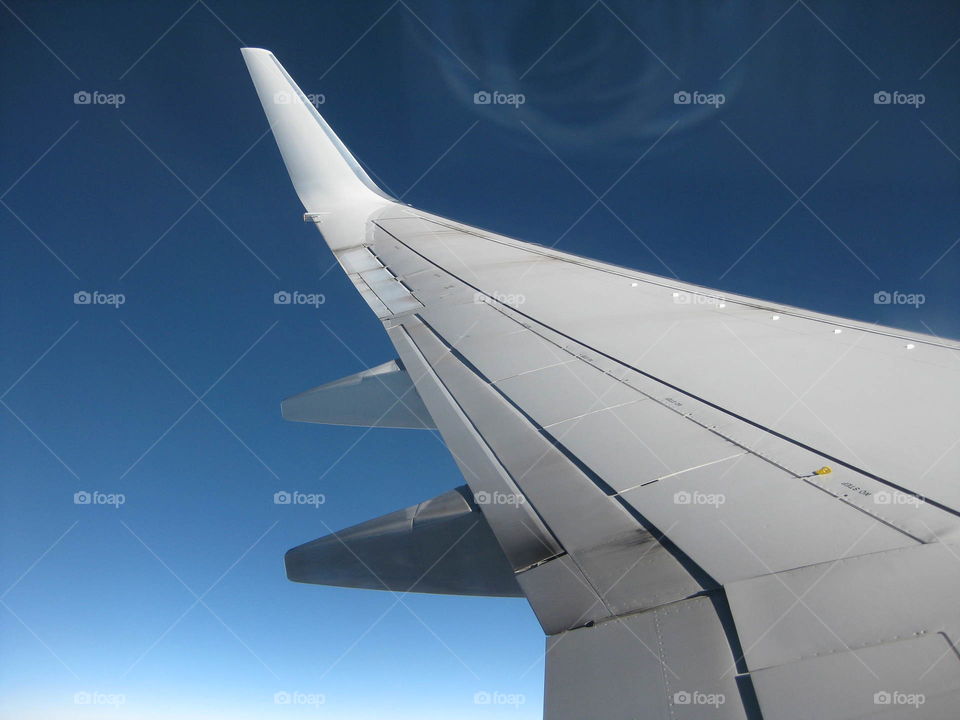 Wing through the clear skies 