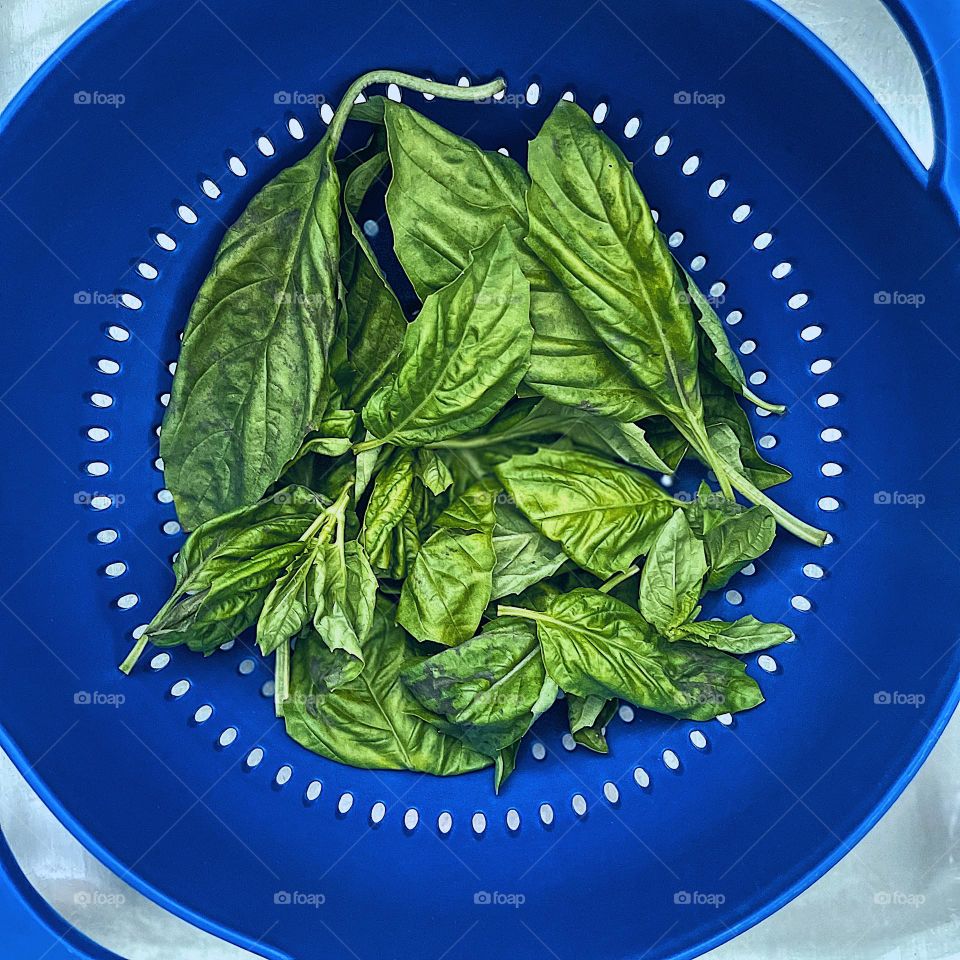 Spinach in a colander, spinach in a blue colander, washing spinach for cooking, food photography with a mobile phone, smartphone photography, washing spinach at home, homemade meals, eating at home, fresh vegetables from the farm