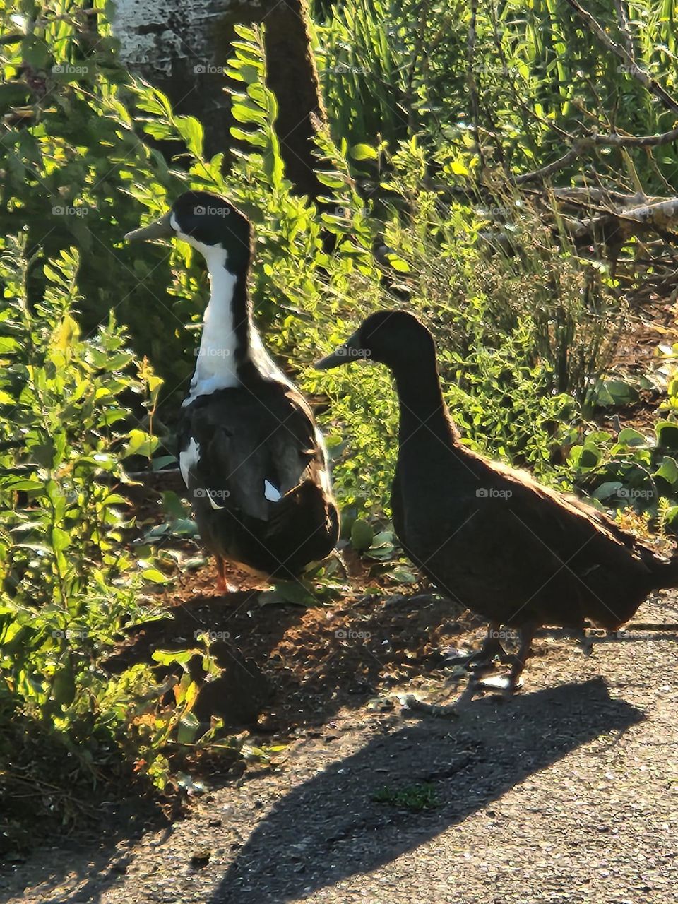 black and white ducks walking through green plants