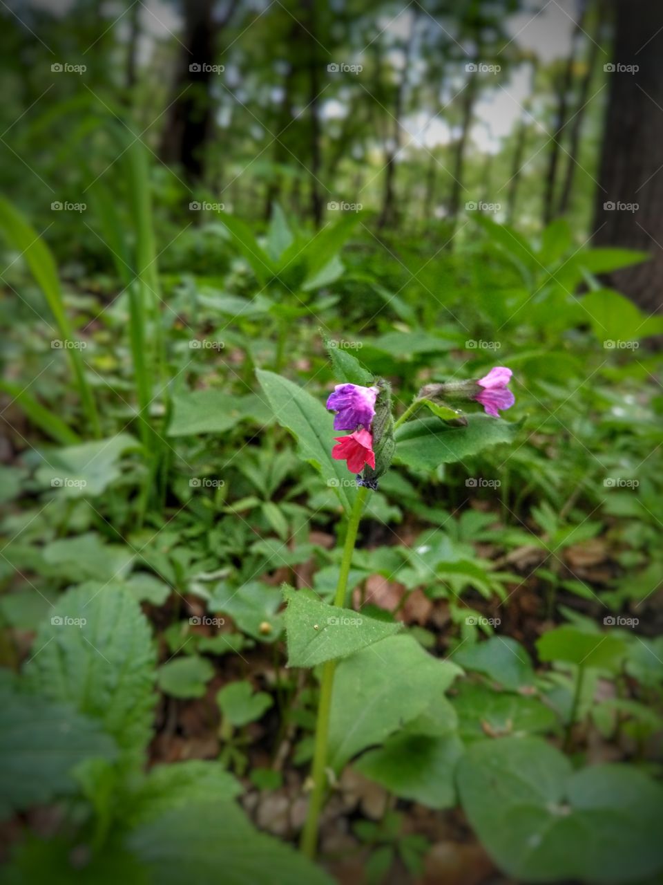 purple flowers