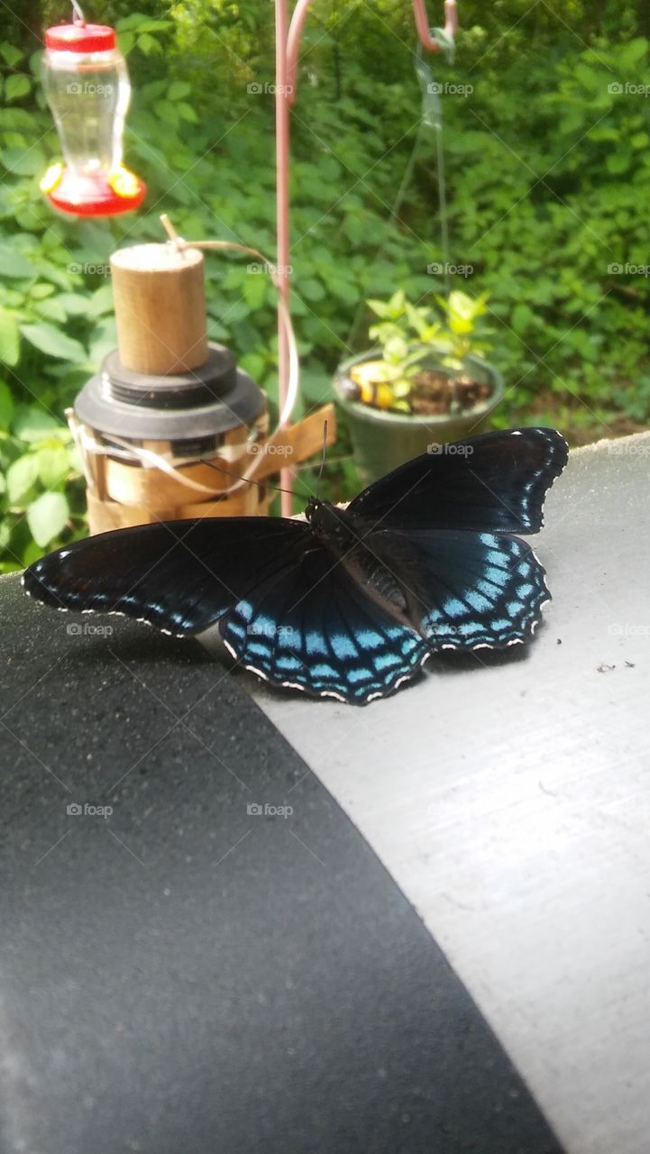 butterfly grill insect tiki plant outside nature beautiful delicate blue black closeup
