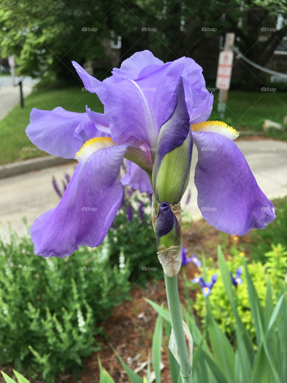 Purple iris but background could be better 
