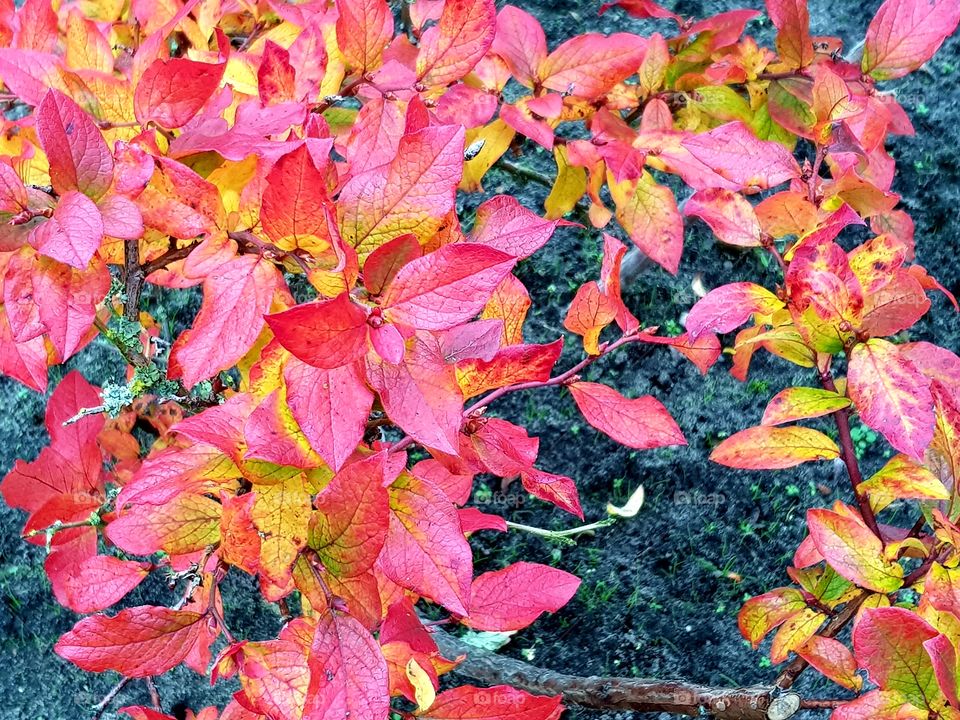 Blueberryplant in autumn