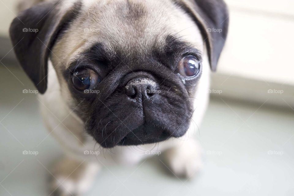 Cute pug puppy