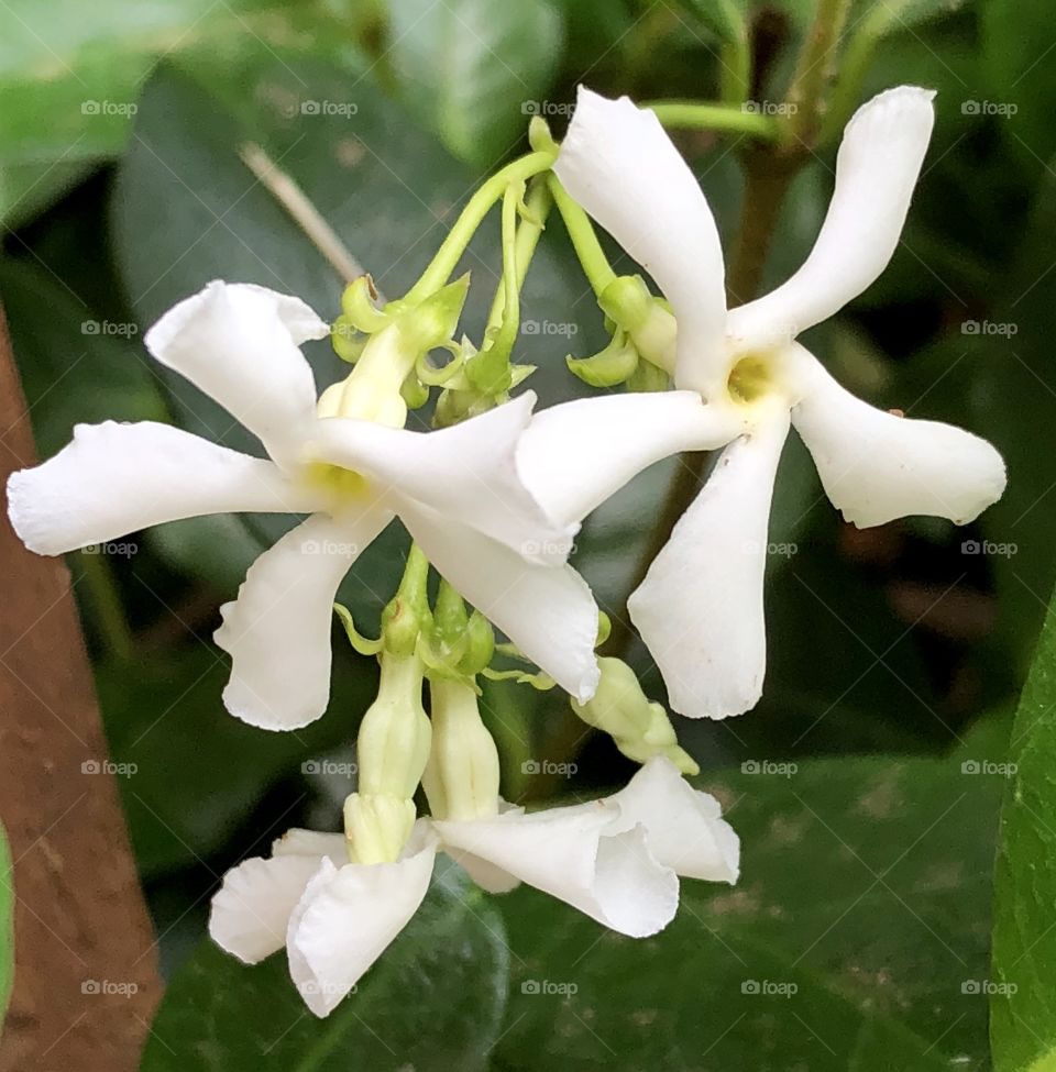 Fragrant and delicate, lovely jasmine from my daughter’s garden is just beginning to flower. 