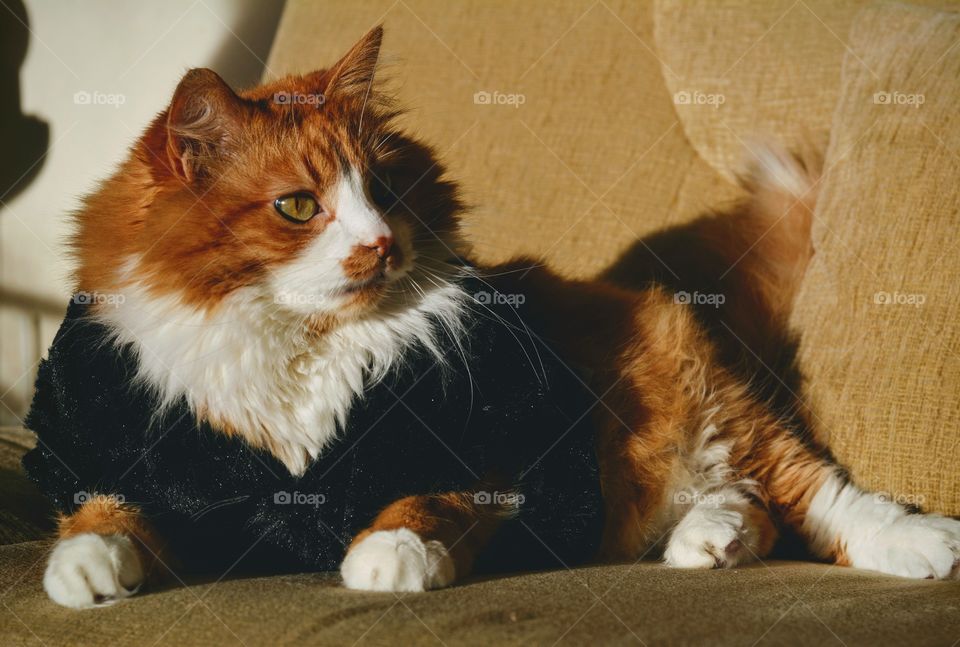 car pet in the warm sweater relaxing home cozy winter funny portrait