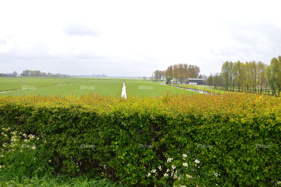 Hedge In Front Of A Dutch Landscape