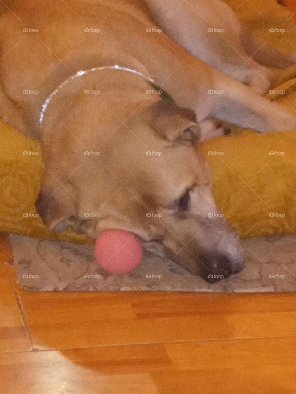 Bear sleeping on his eye(ball) taking an afternoon snooze. make the day count and do something.