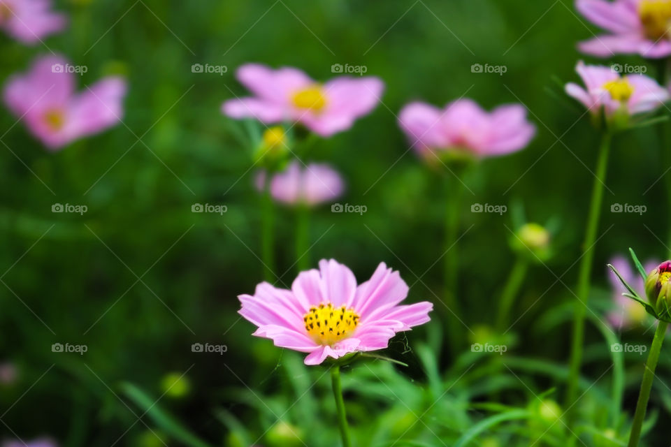 flower Mexican Aster, Cosmos, Cosmea