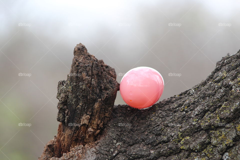 Pink Egg in Tree