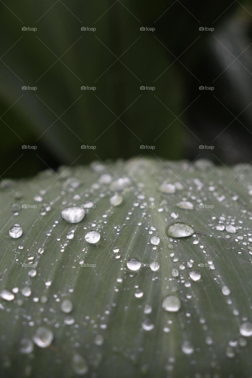 A close up shot of a leaf with fresh raindrops