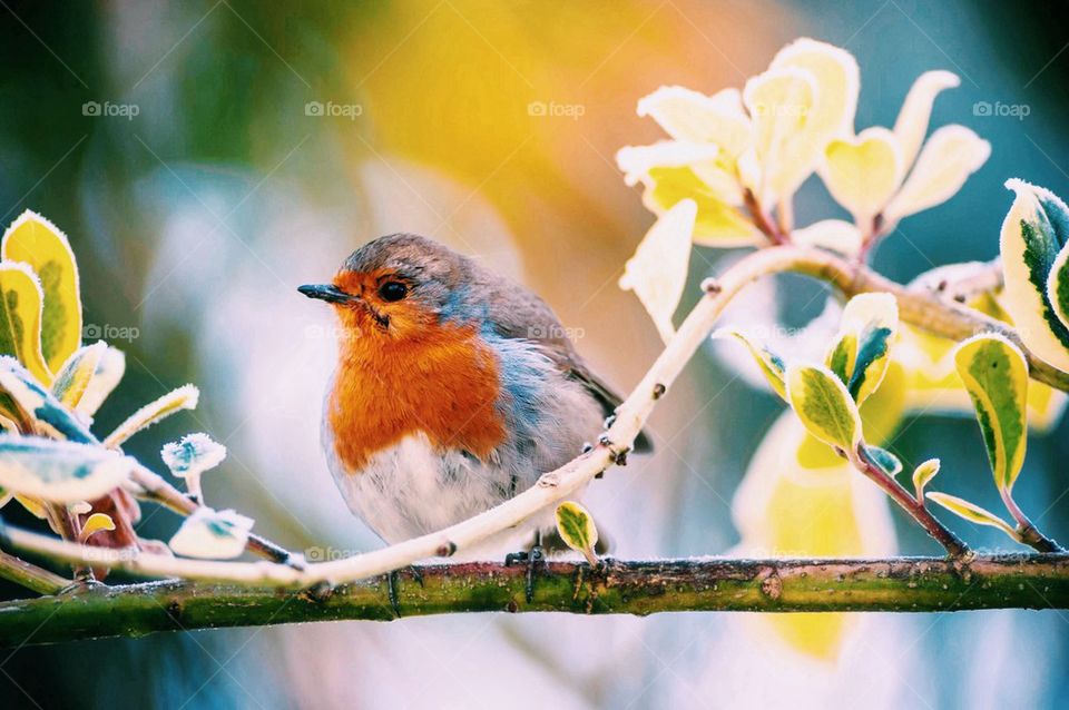 European robin perching on branch