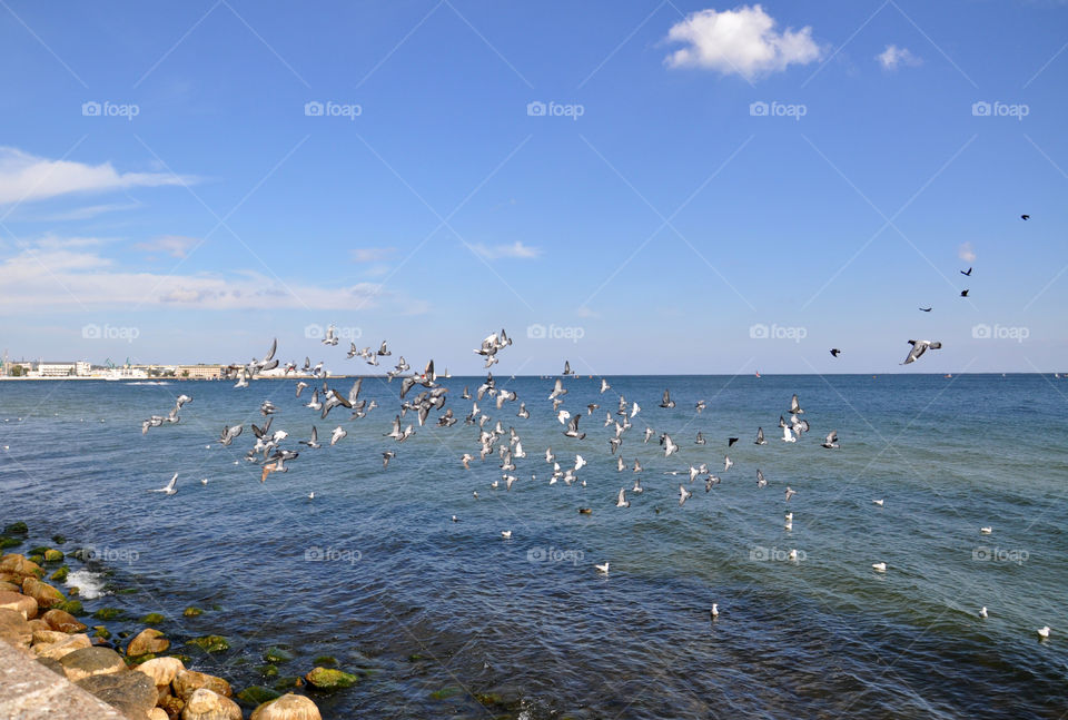 Birds over the Baltic Sea 