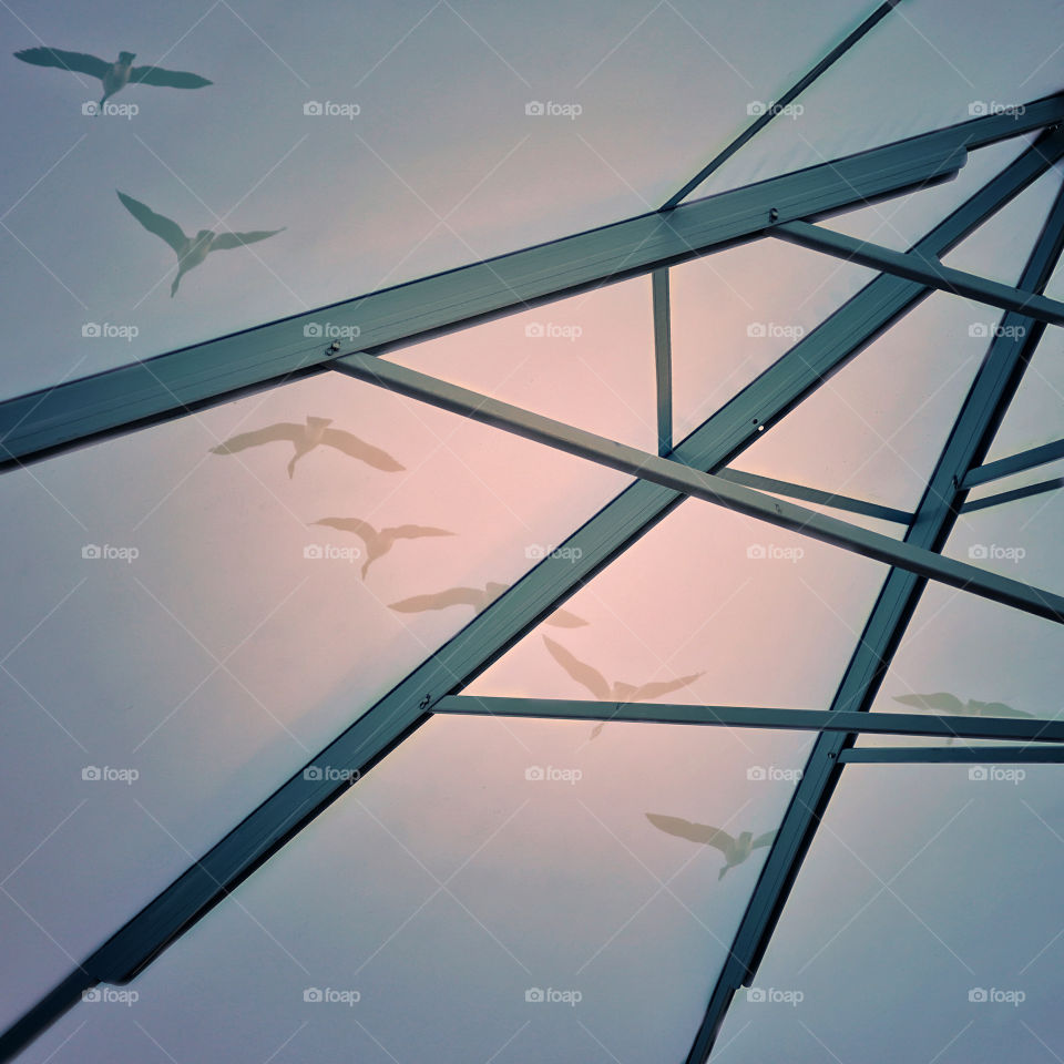 Flying geese seen through a beach umbrella 