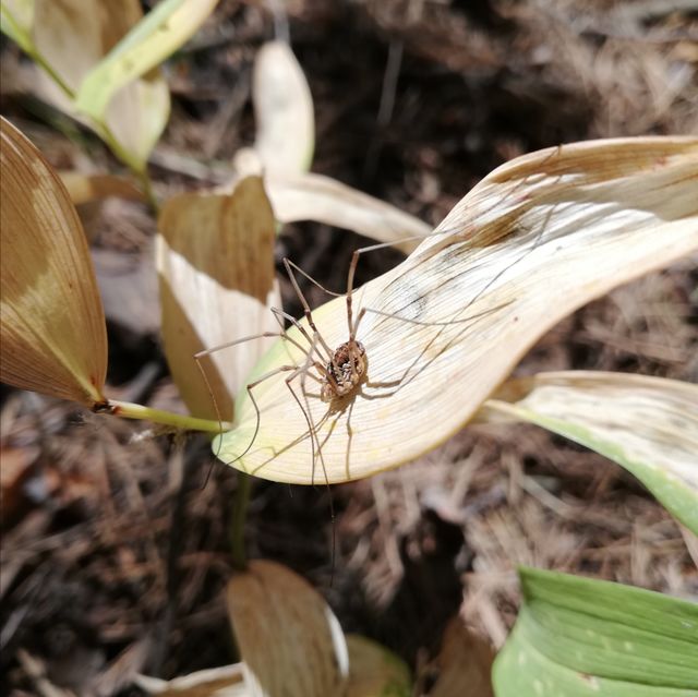 Spider