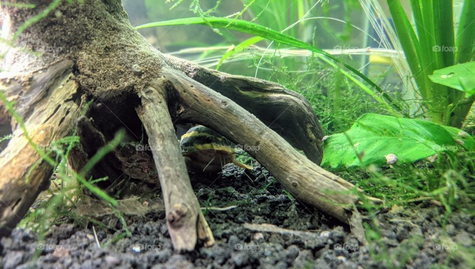 Laughing Raphael Catfish peeping out while hiding under a driftwood bonsai tree in a live planted freshwater aquarium