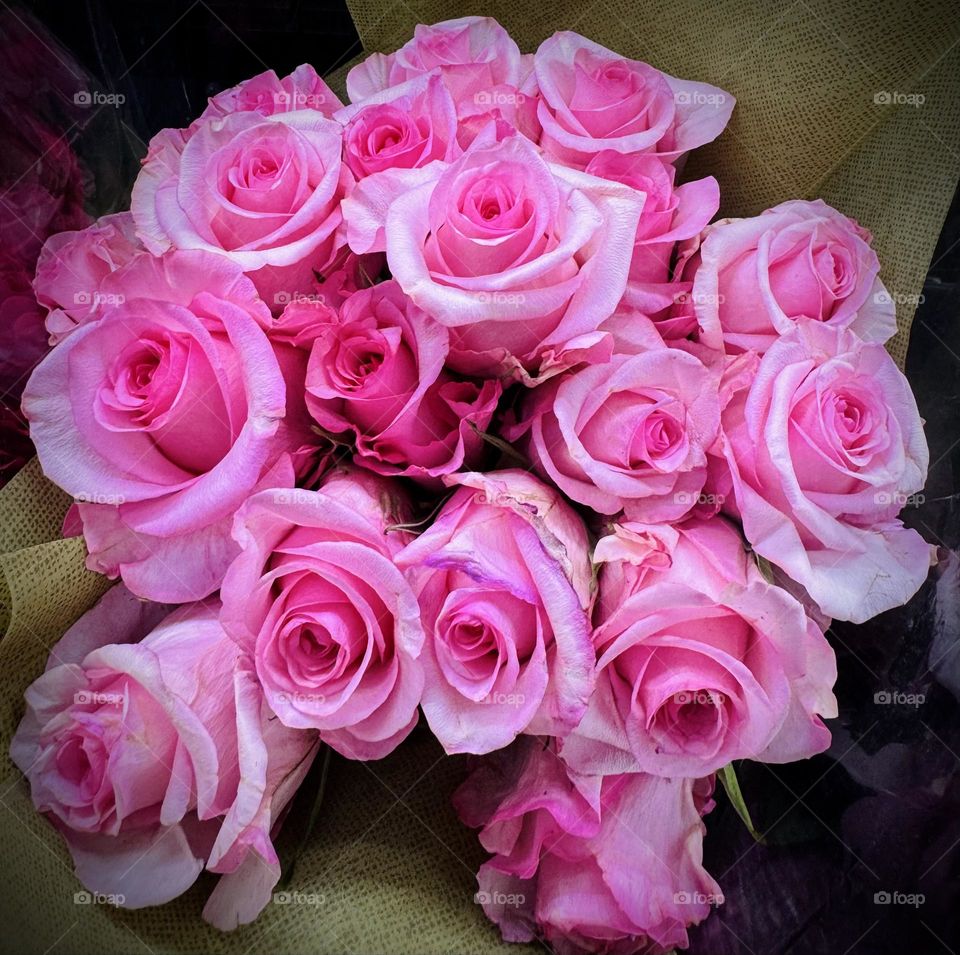 Vivid pink roses.
