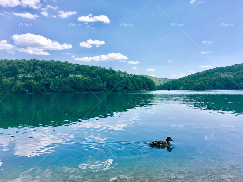 Green lake of splitivice national park of croatia with duck