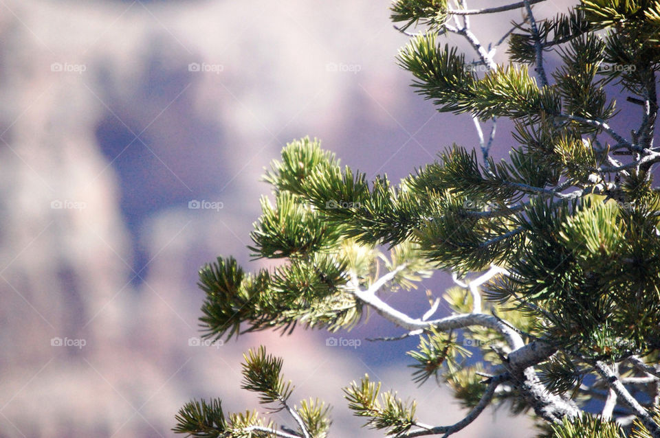 tree branches branch pine by refocusphoto