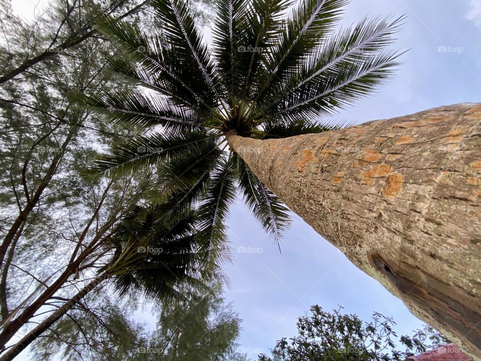 Coconut trees by the beach