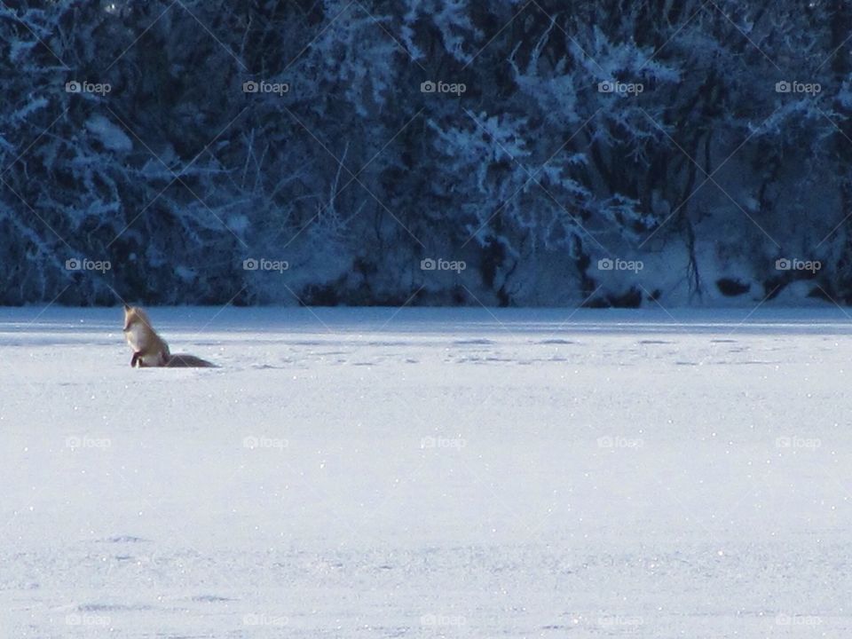 Regina, SK