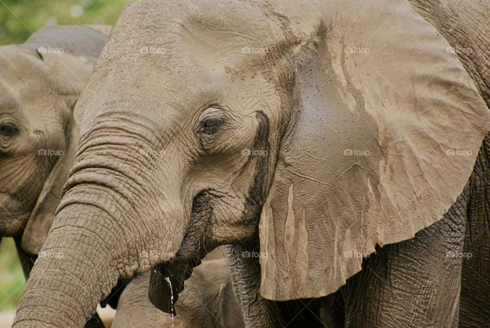 A close up shot of an elephant drinking water 