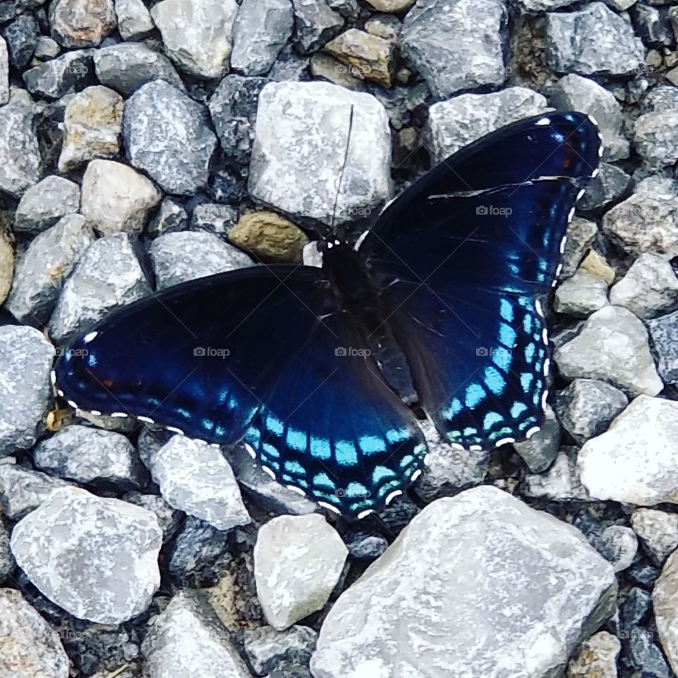 beautiful blue butterfly