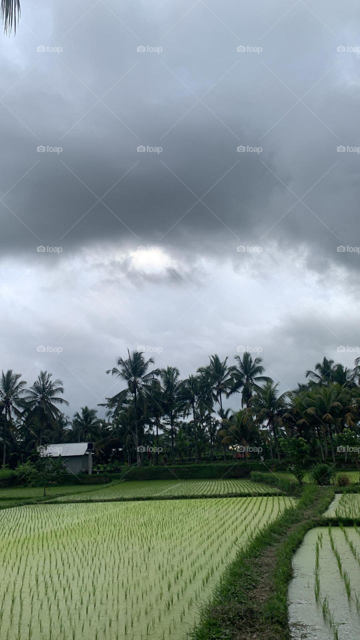 Rainbow on the rice field