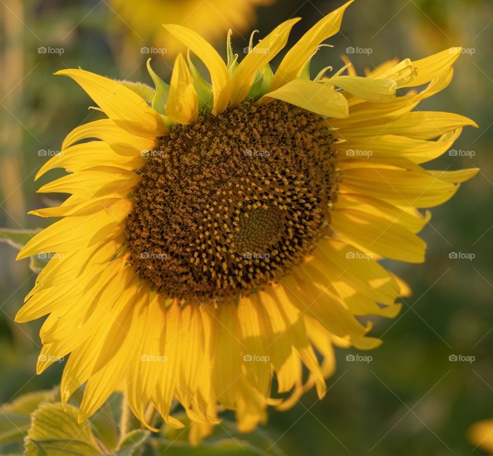 Beautiful sunflower field