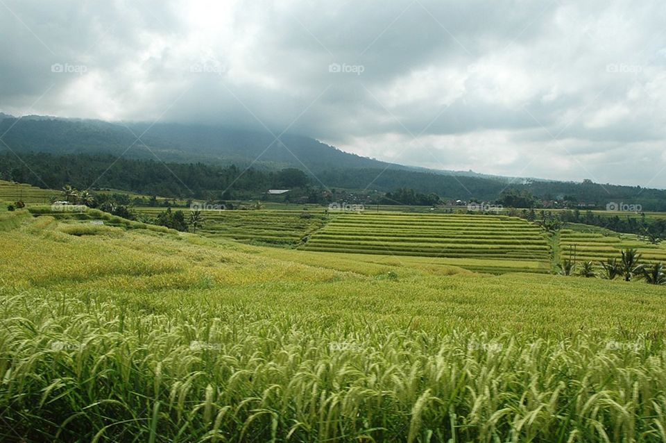 Rice Field
