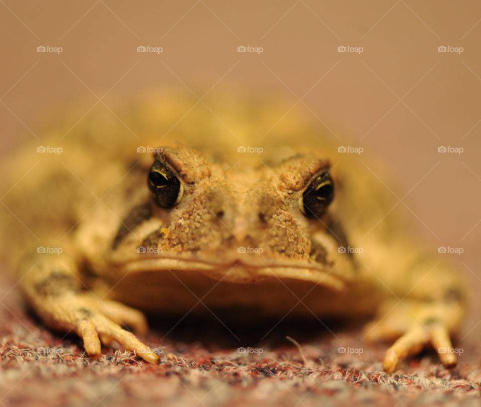 frog toad bullfrog croak by lightanddrawing