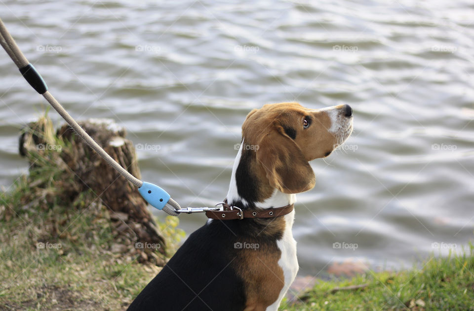 Spring time with my dog 3