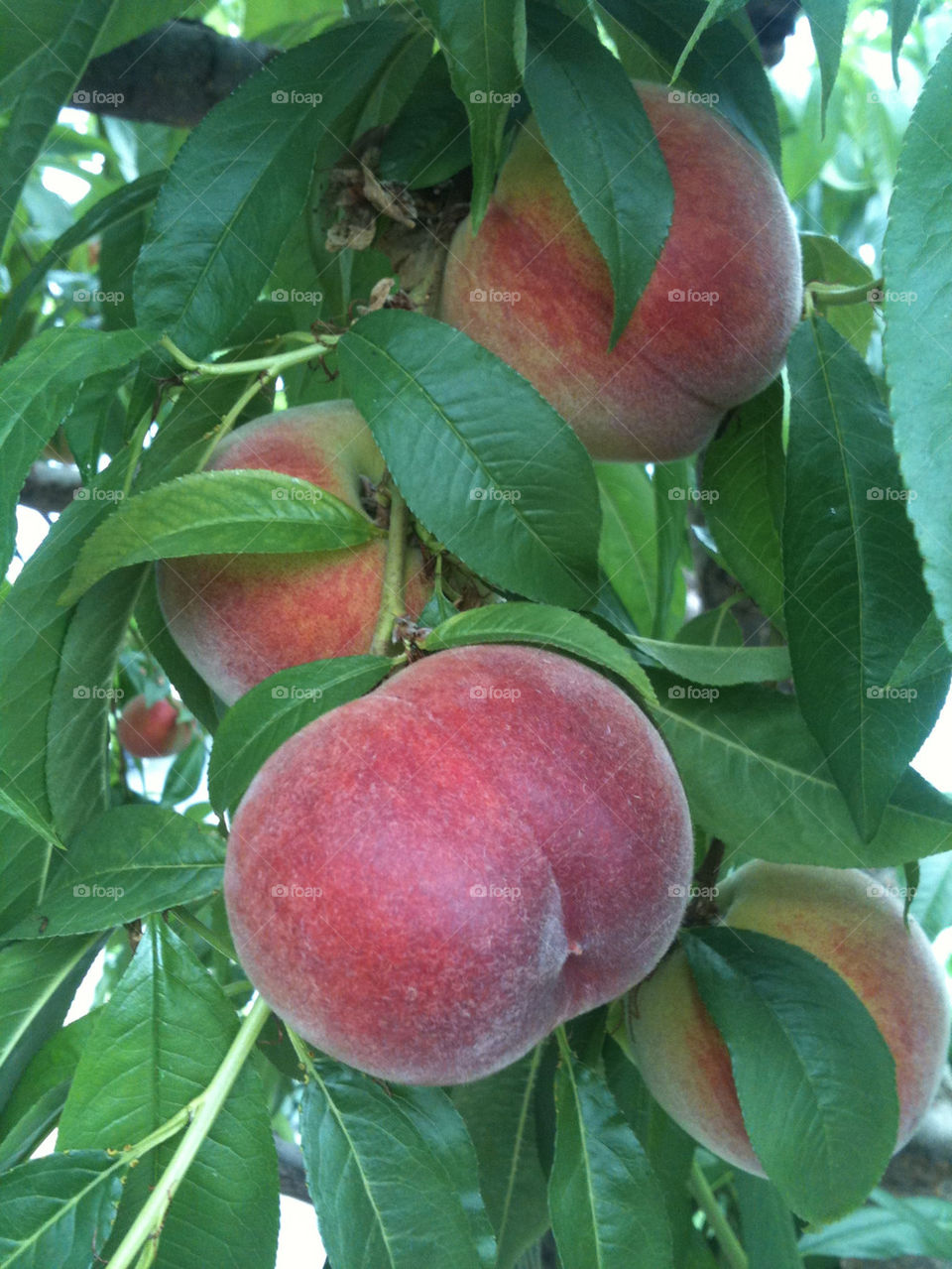 green yellow red three by gitt123