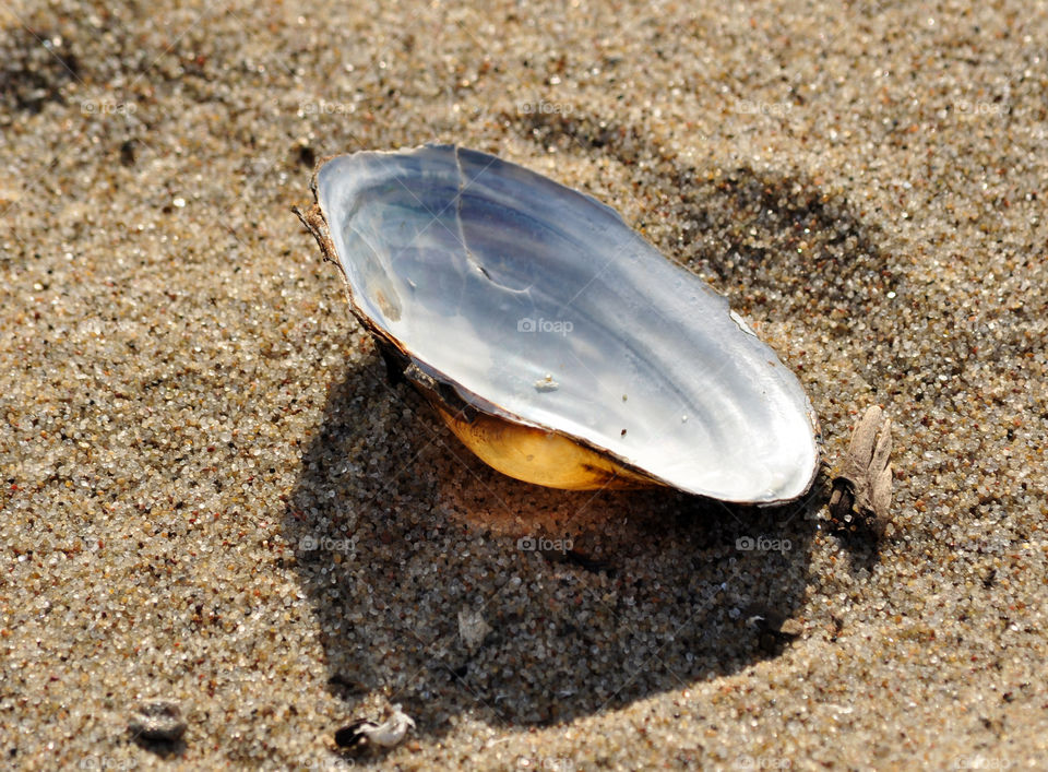 seashell on the beach of the Baltic sea coast in Poland