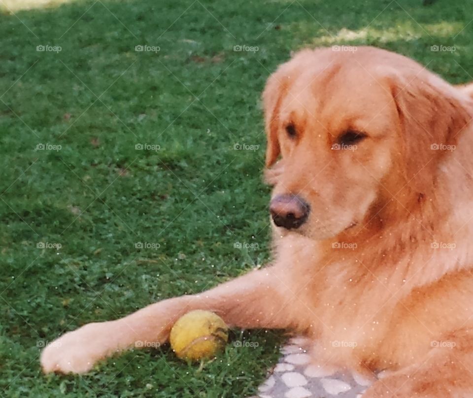 Golden Retriever 🤗