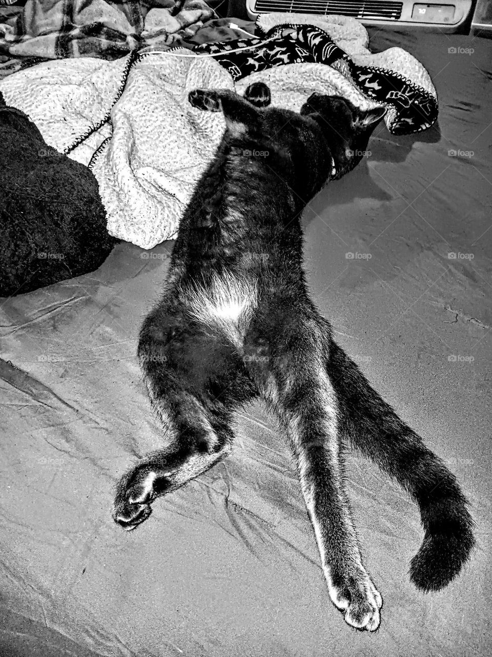 black n white sleeping cat