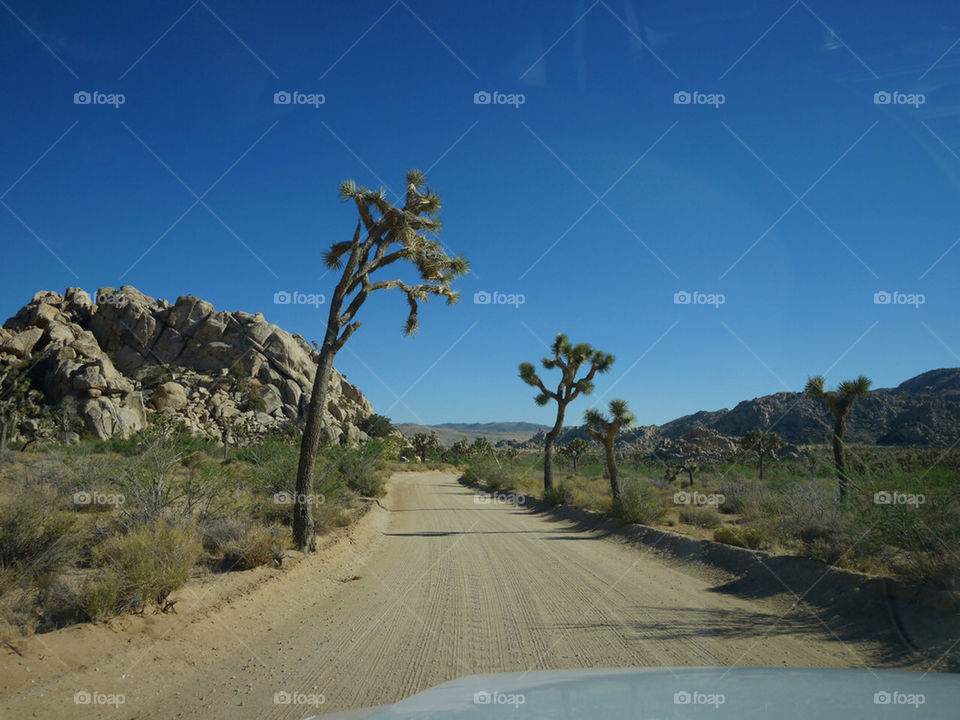 road sly joshuatree by jehugarcia