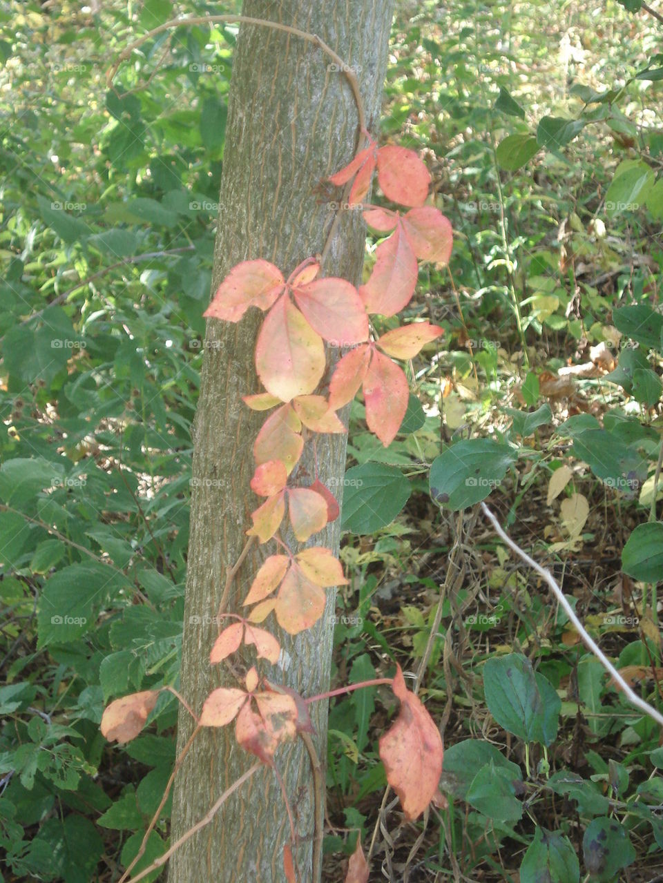 climbing vine